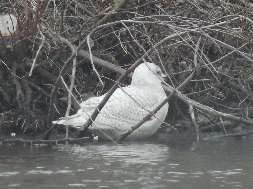 שחף איסלנדי - ML647251237