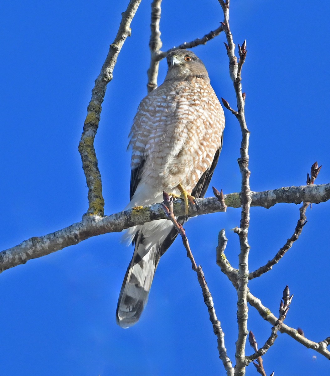 Cooper's Hawk - ML647251238