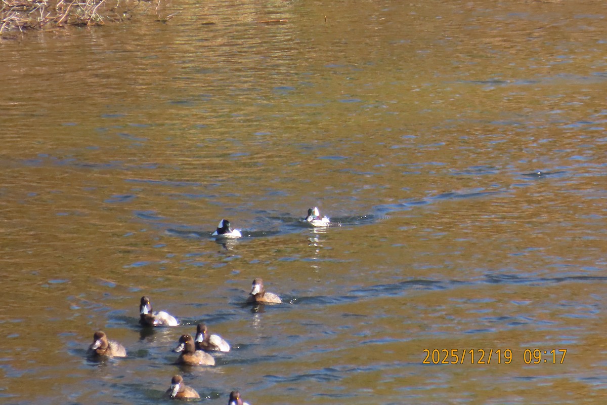 עבראש לבנוני - ML647251239