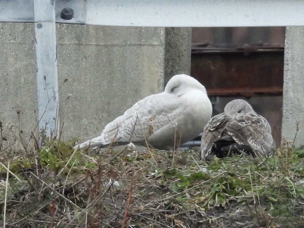 שחף איסלנדי - ML647251241