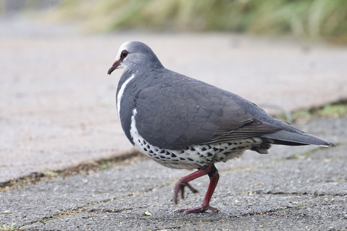 Wonga Pigeon - ML647251242