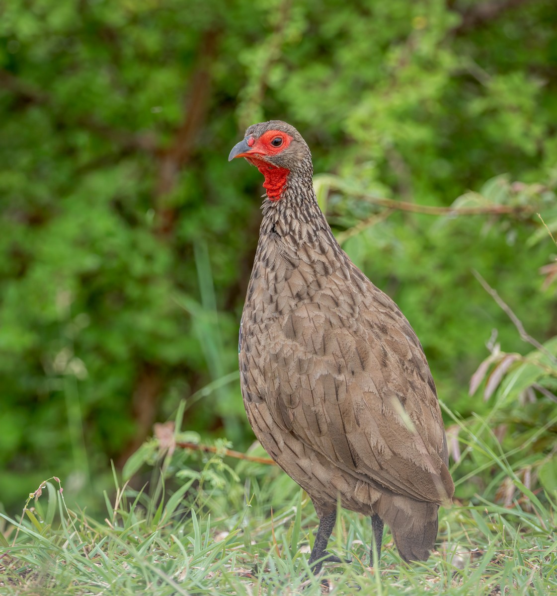 Swainson's Spurfowl - ML647251244