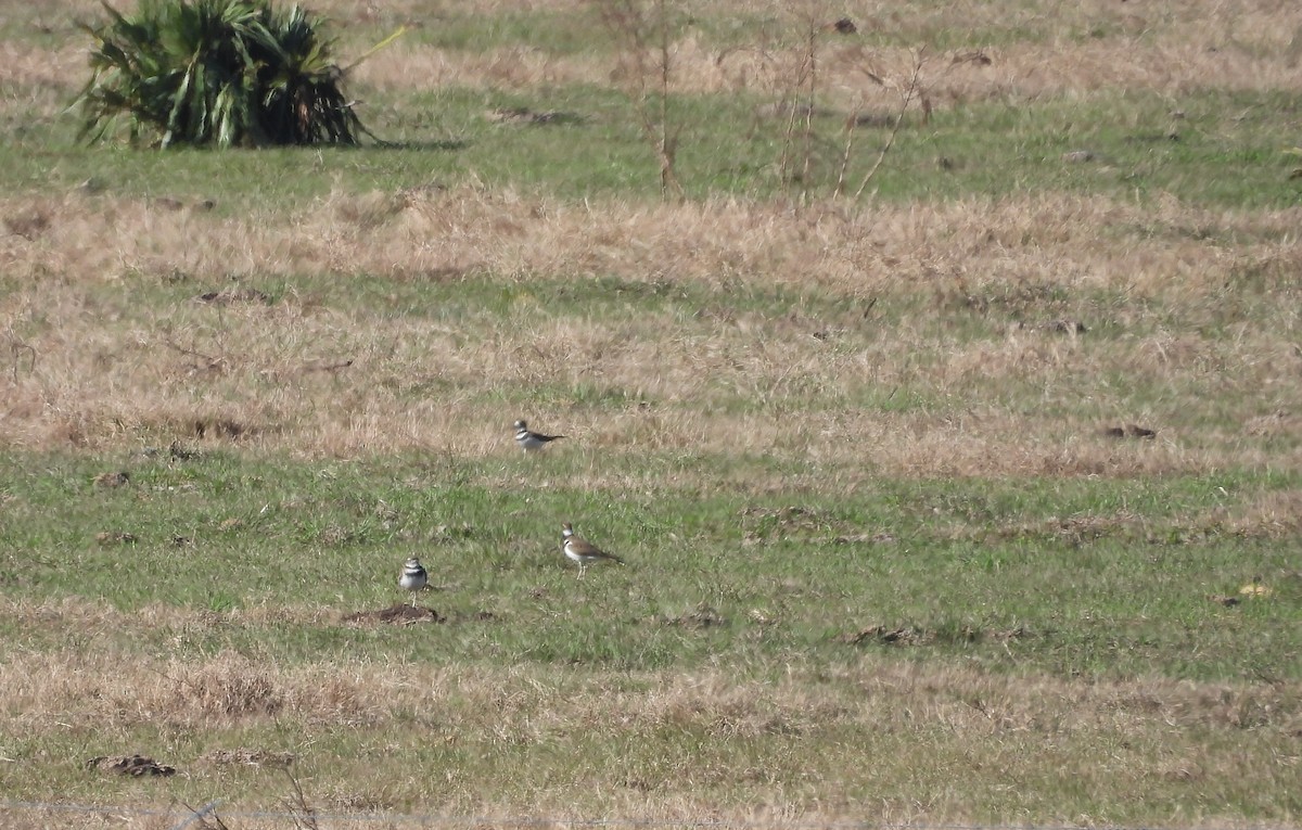 חופמי כפול-צווארון - ML647251245
