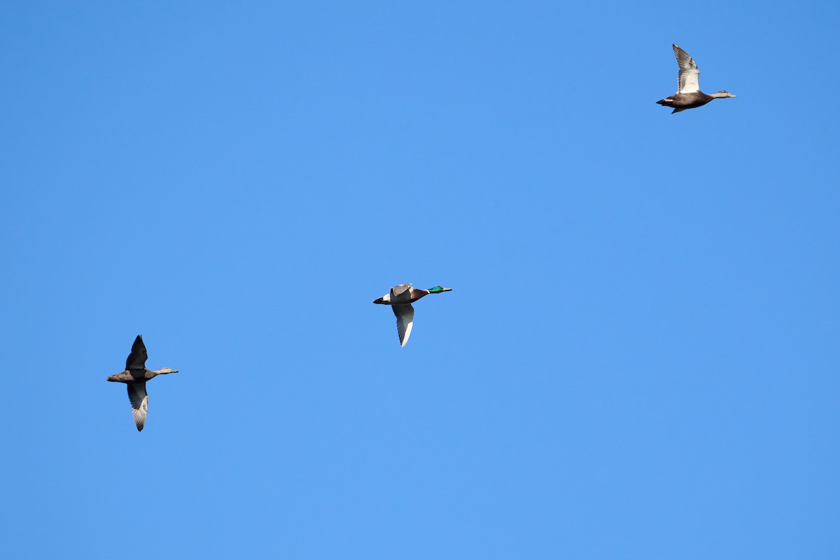 Mallard - ML647251246