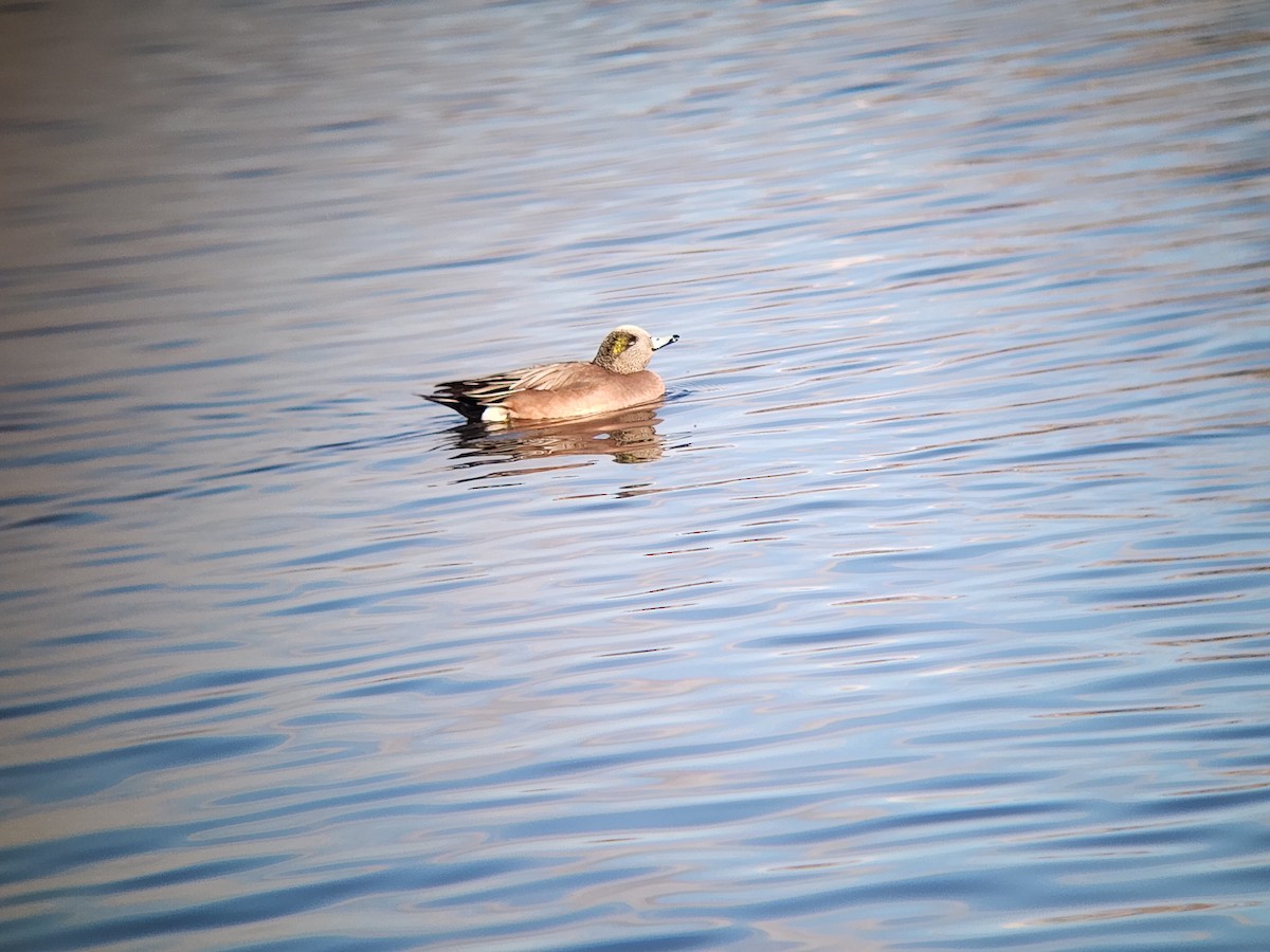 American Wigeon - ML647251253