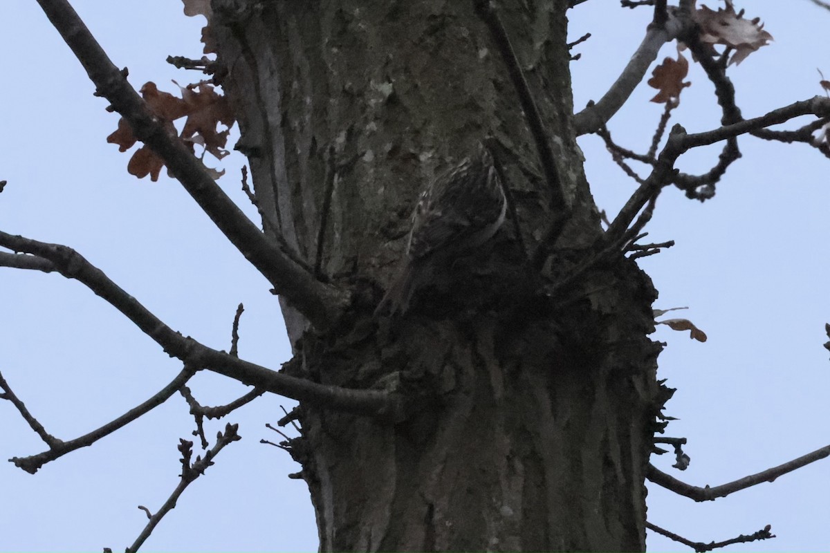 タンシキバシリ - ML647251254