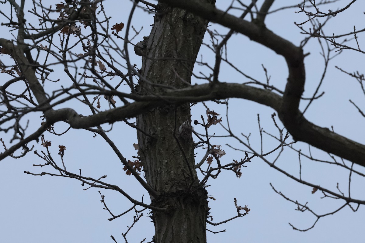 タンシキバシリ - ML647251255