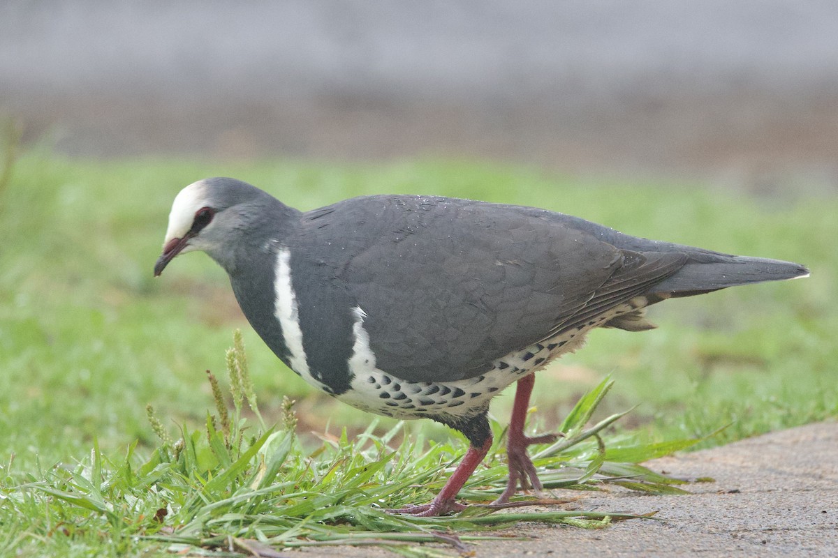 Wonga Pigeon - ML647251258
