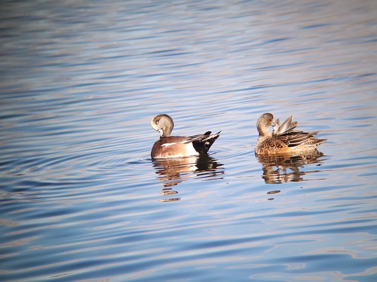 American Wigeon - ML647251260