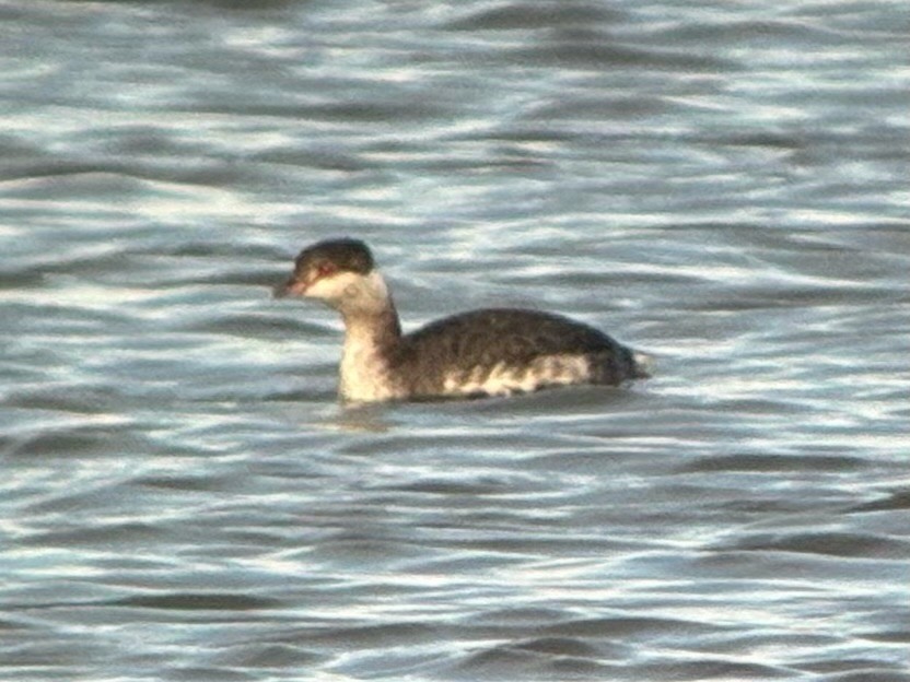Horned Grebe - ML647251263