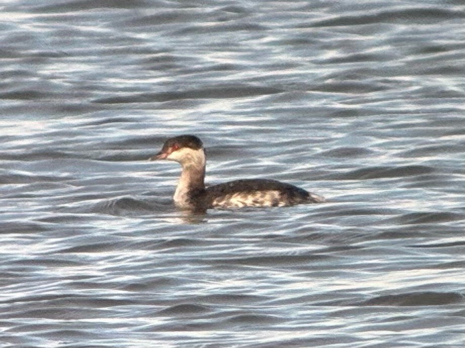 Horned Grebe - ML647251264