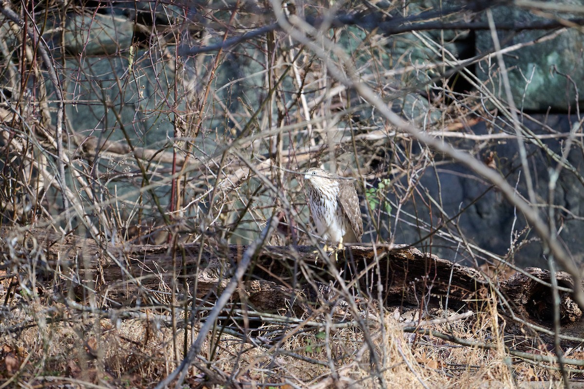 Cooper's Hawk - ML647251266