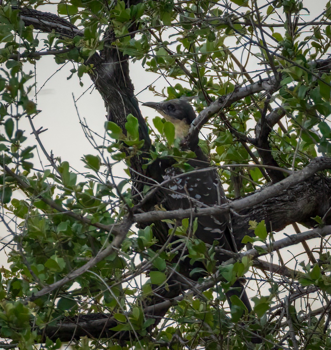 Great Spotted Cuckoo - ML647251267
