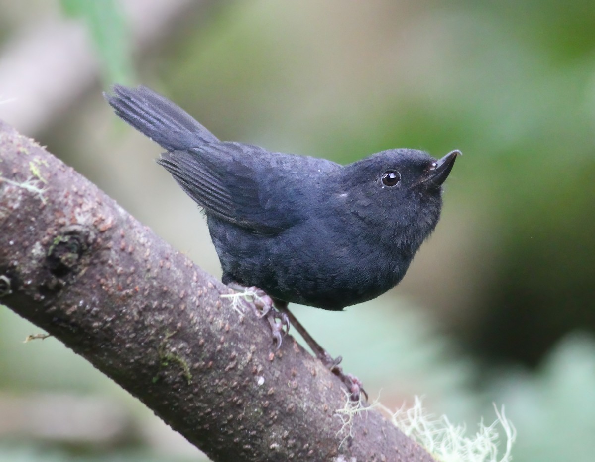 Pinchaflor Flanquiblanco - ML647251279