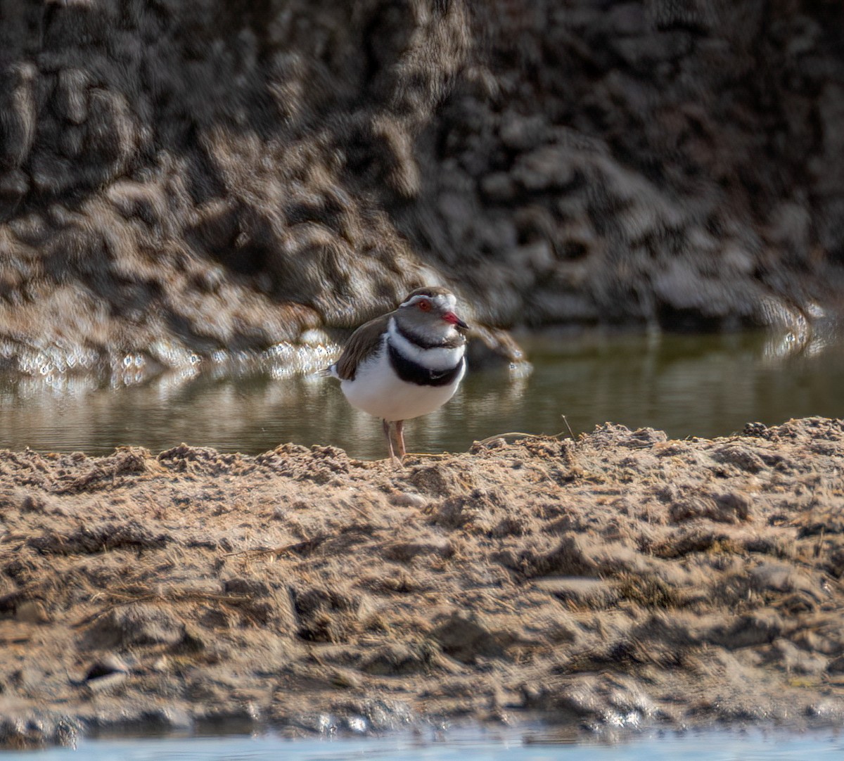 ミスジチドリ - ML647251288