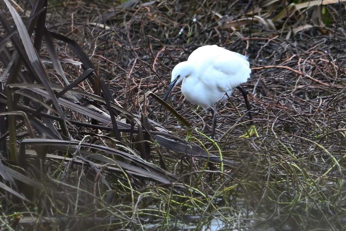 Little Egret - ML647251290