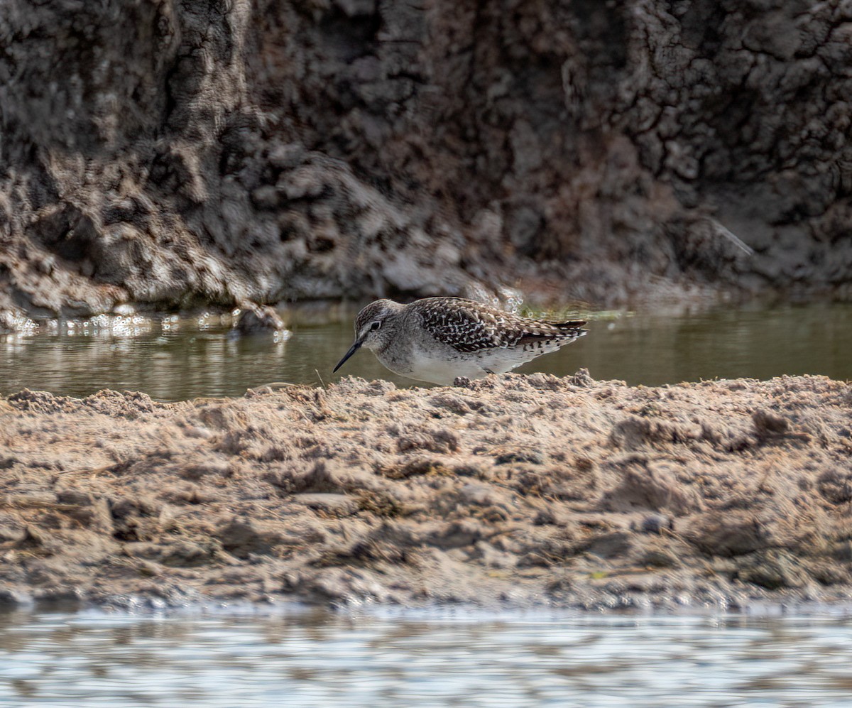 タカブシギ - ML647251294
