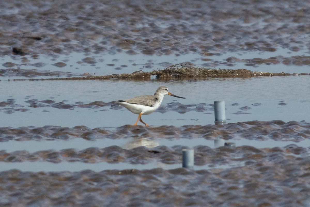 ソリハシシギ - ML647251296