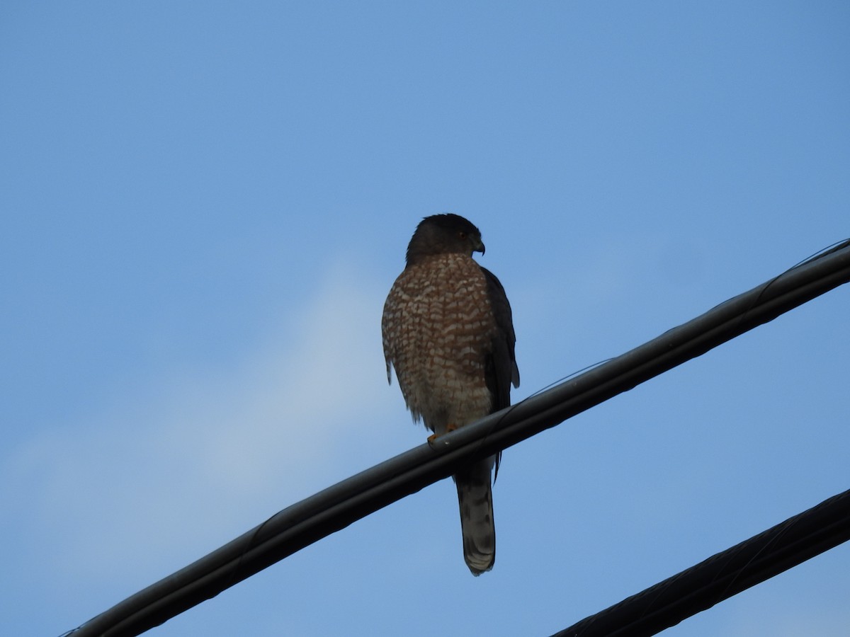 Cooper's Hawk - ML647251306