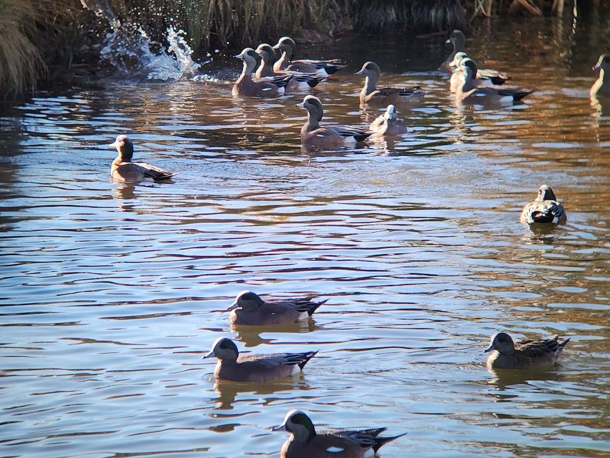 American Wigeon - ML647251313
