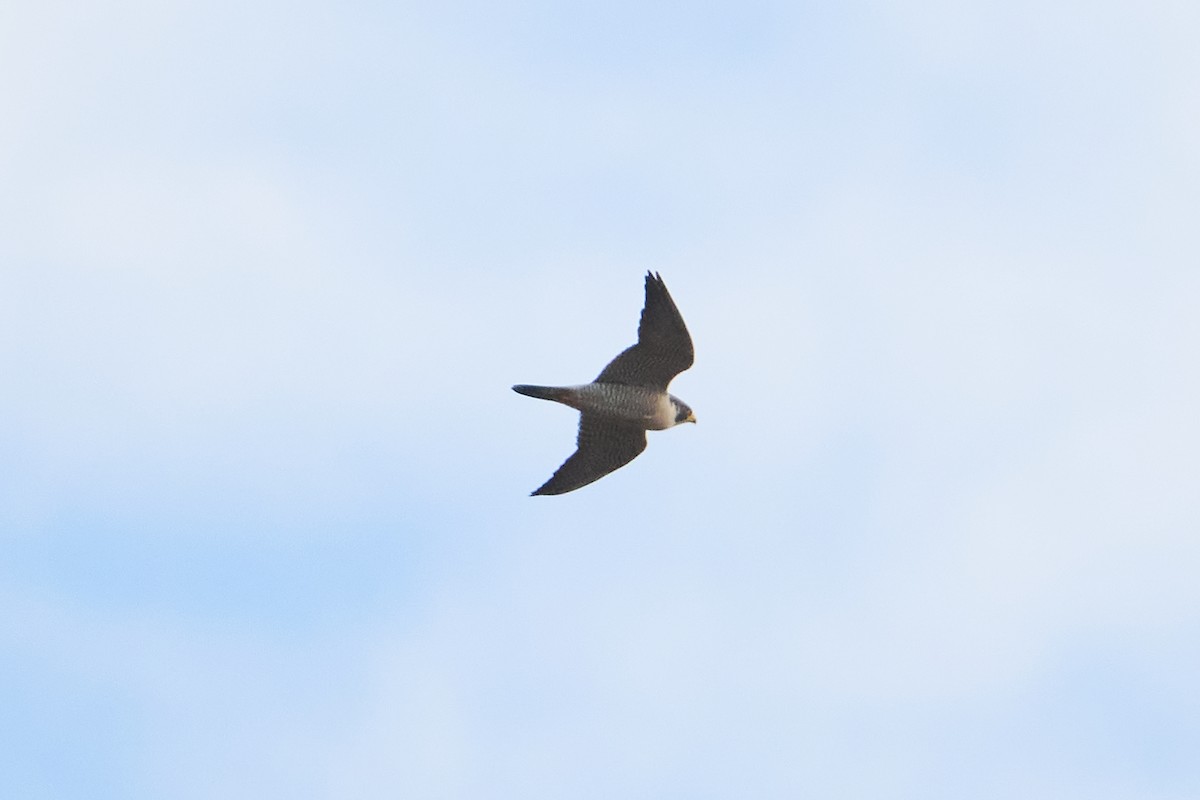 Peregrine Falcon - ML647251315