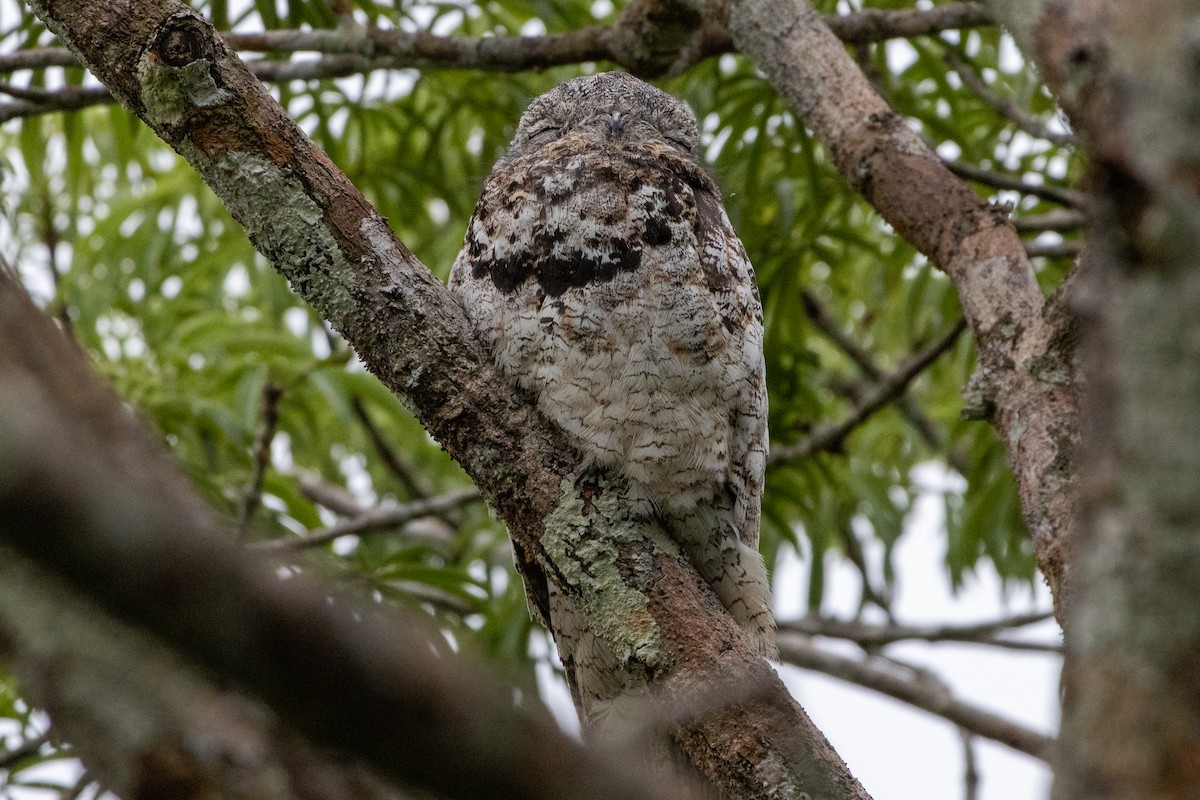 Great Potoo - ML647251317