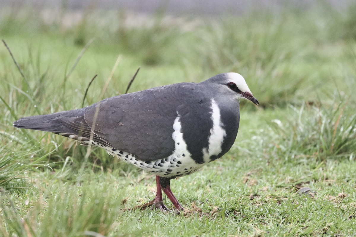 Wonga Pigeon - ML647251319