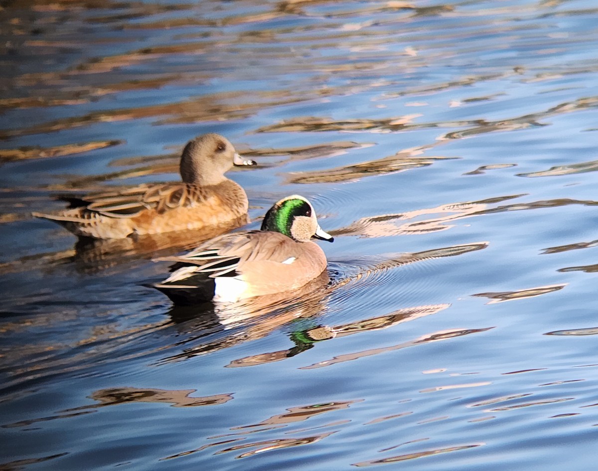 American Wigeon - ML647251324