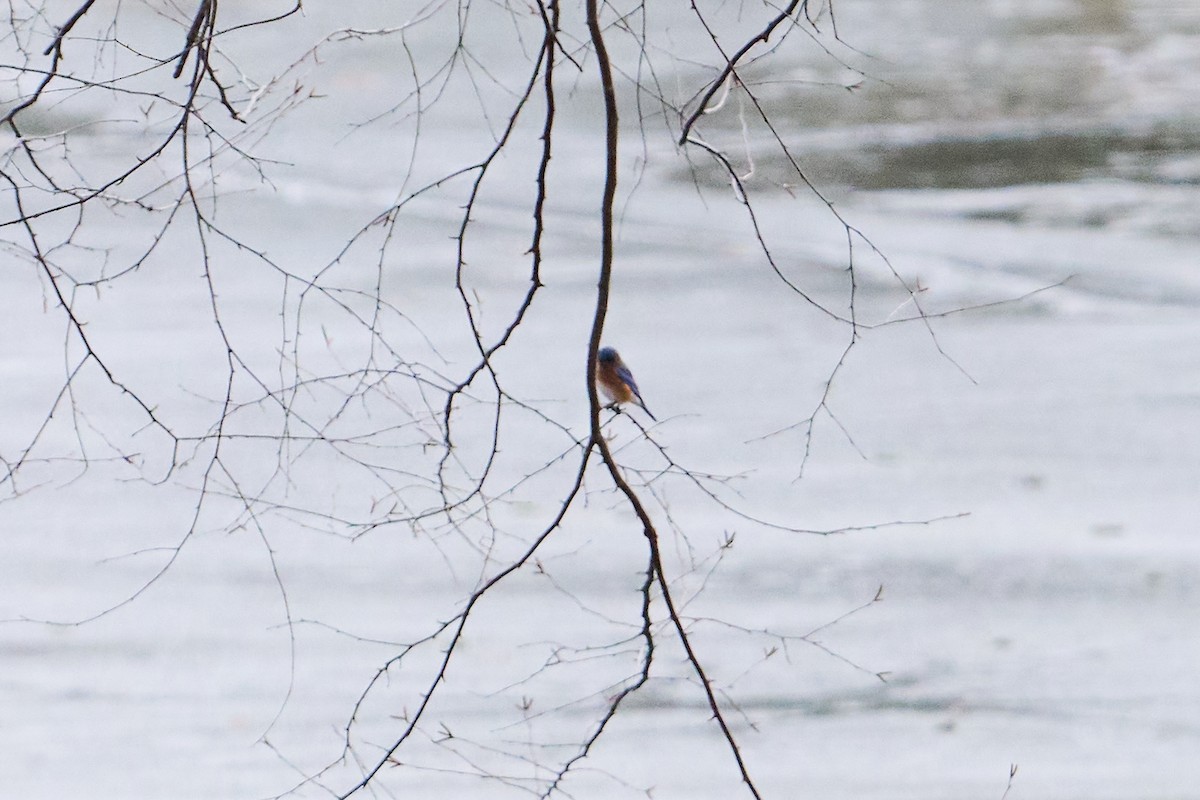 Eastern Bluebird - ML647251329