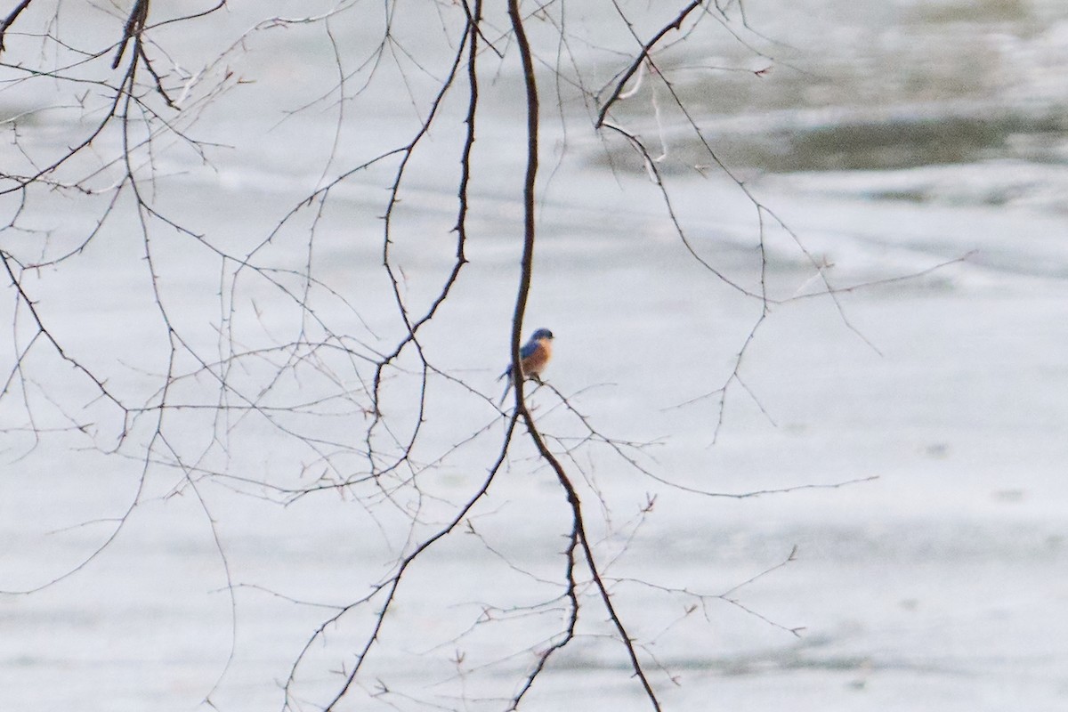 Eastern Bluebird - ML647251330