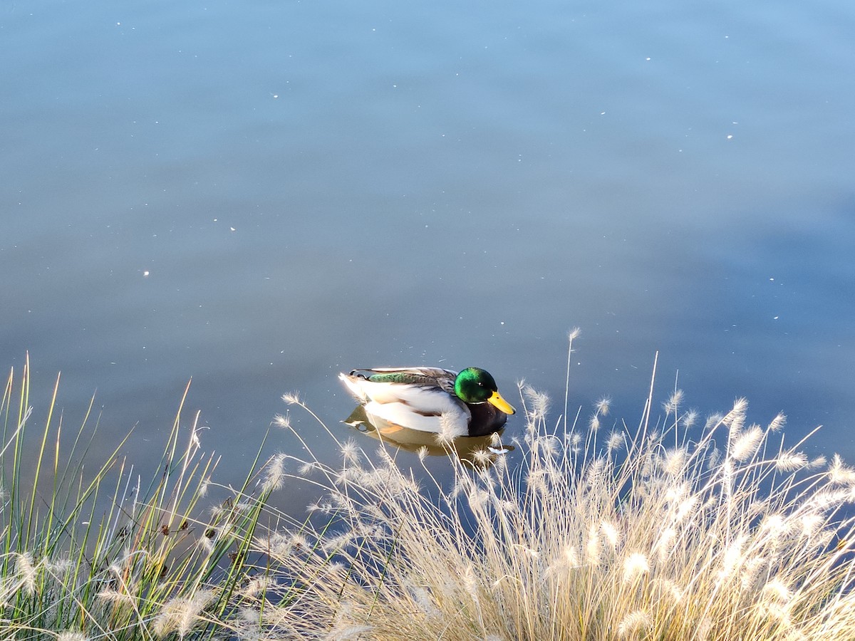 Mallard - ML647251332