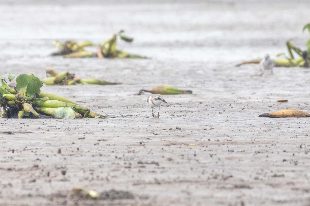 Tibetan Sand-Plover - ML647251340