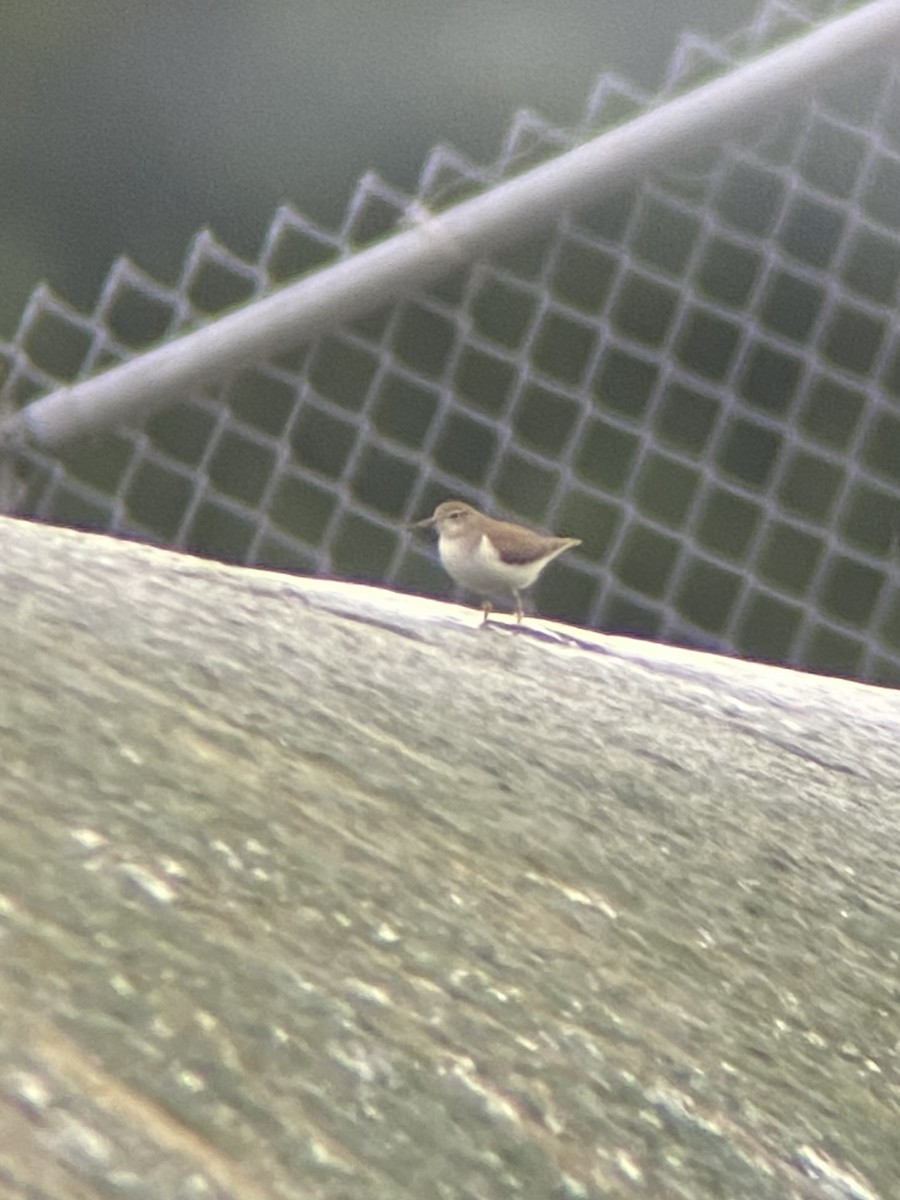 Benekli Düdükçün - ML647251343