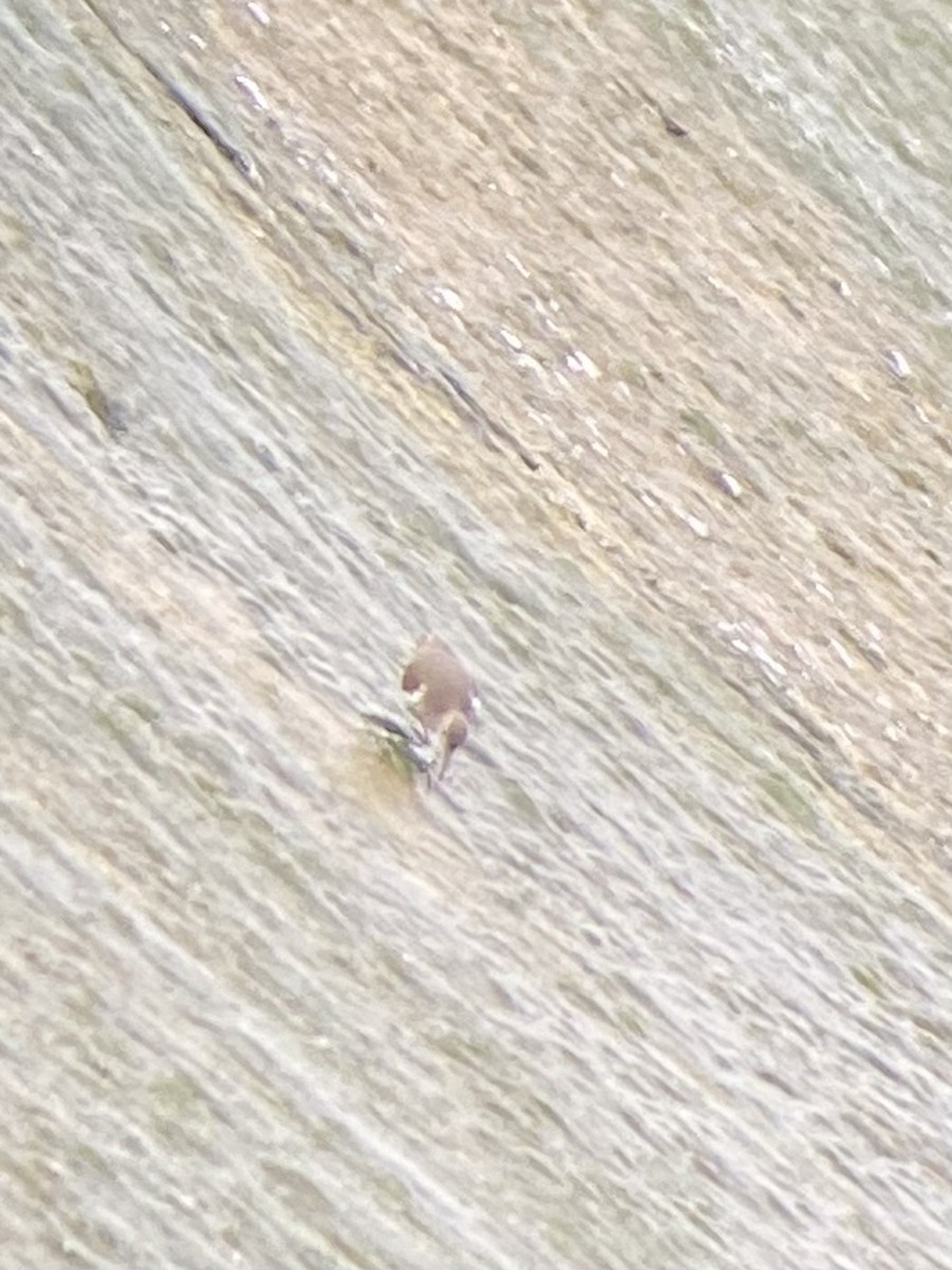 Benekli Düdükçün - ML647251344