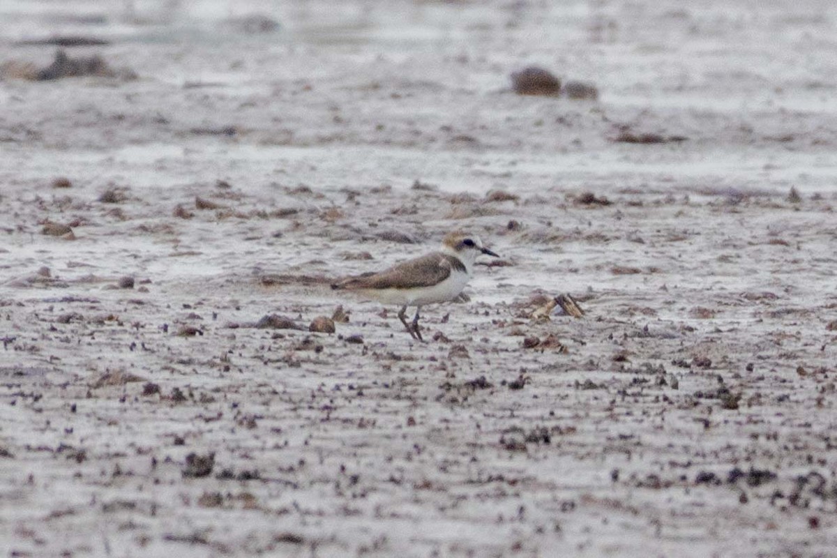 Kentish Plover (Kentish) - ML647251346