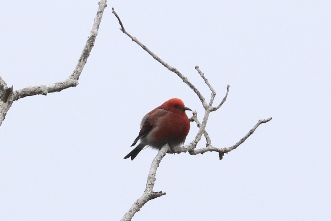 アカハワイミツスイ - ML647251349