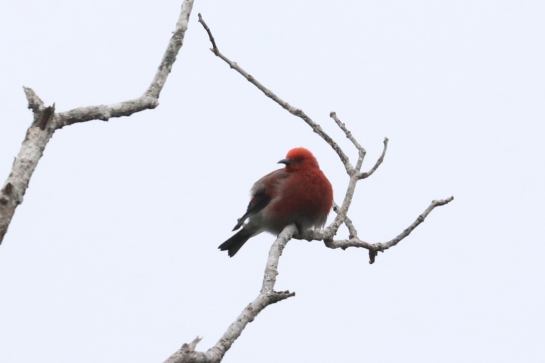 アカハワイミツスイ - ML647251350