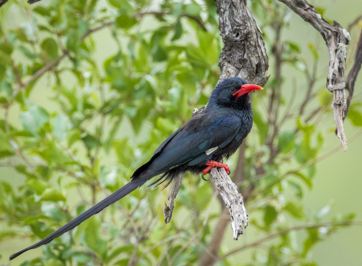 Green Woodhoopoe - ML647251353