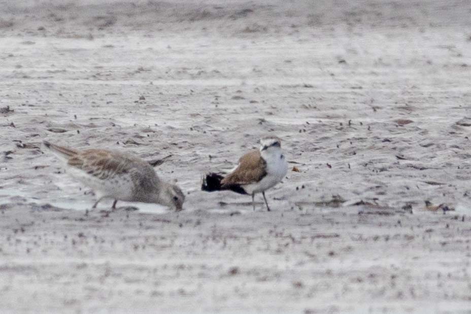 Kentish Plover (Kentish) - ML647251356