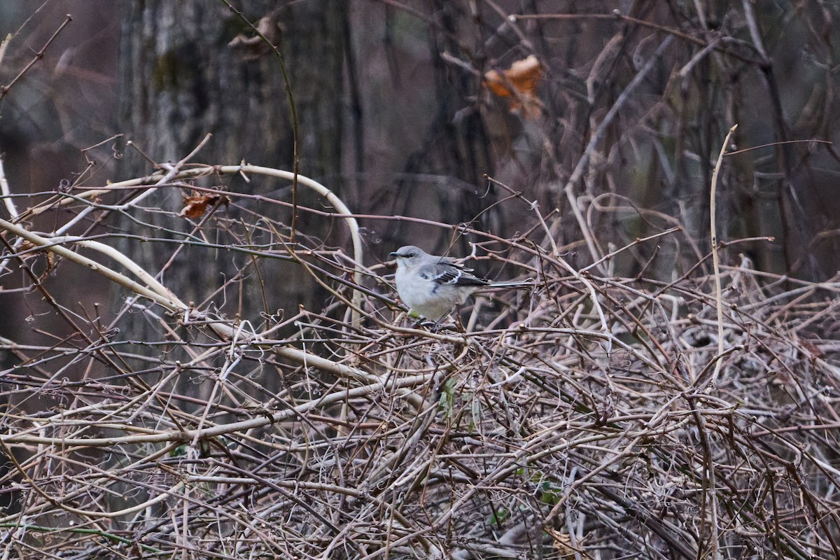 Northern Mockingbird - ML647251358
