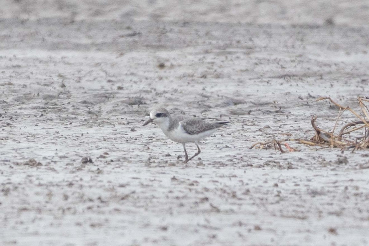 Tibetan Sand-Plover - ML647251365