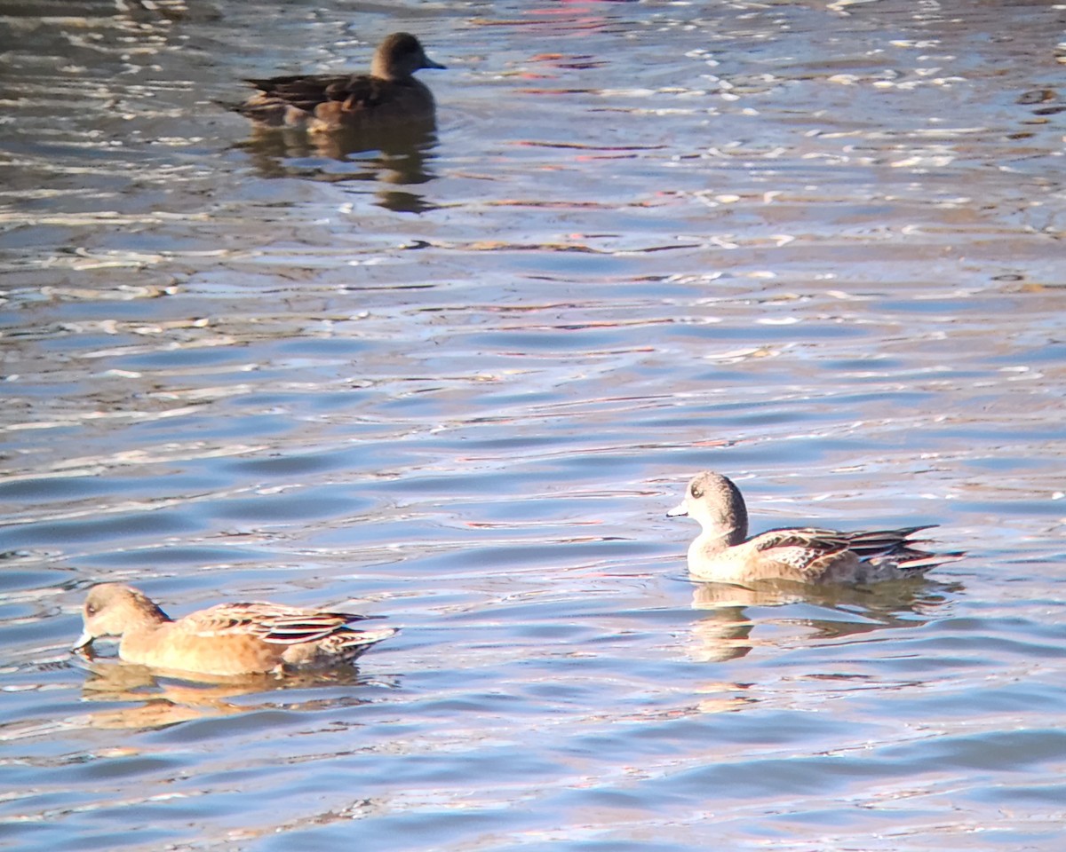American Wigeon - ML647251367