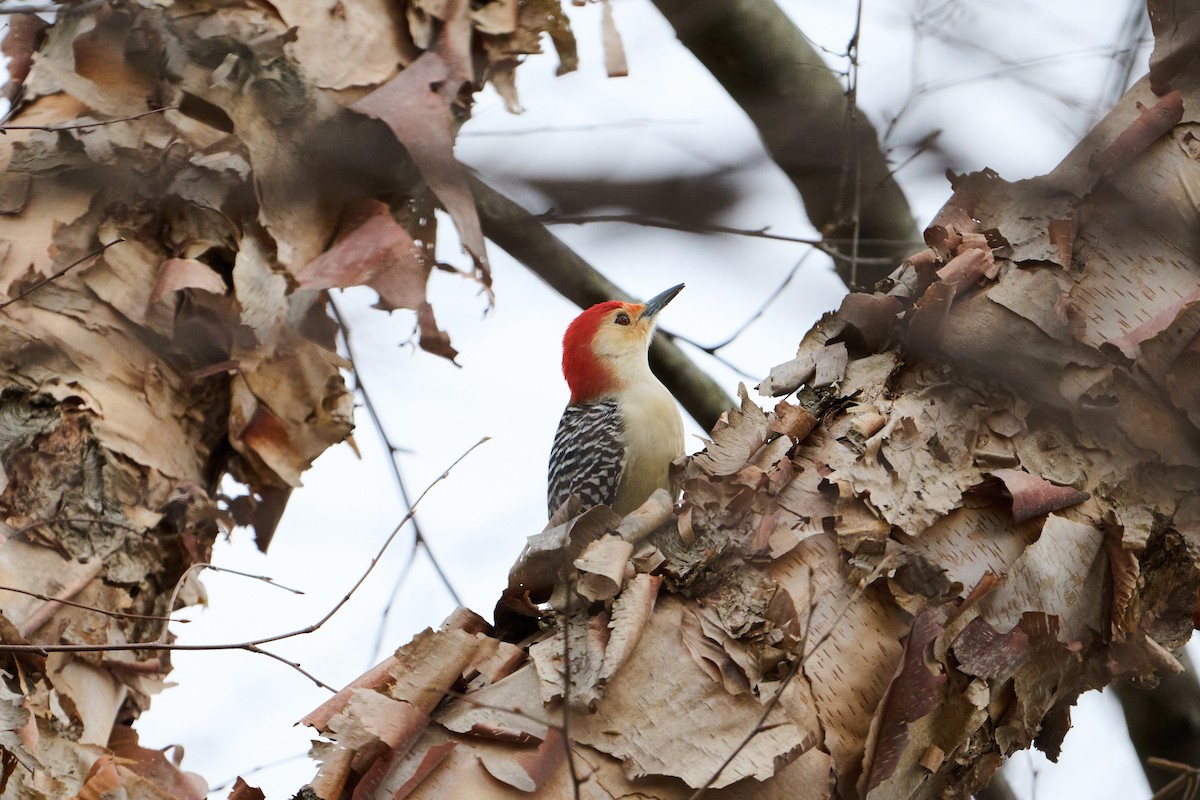 Red-bellied Woodpecker - ML647251378