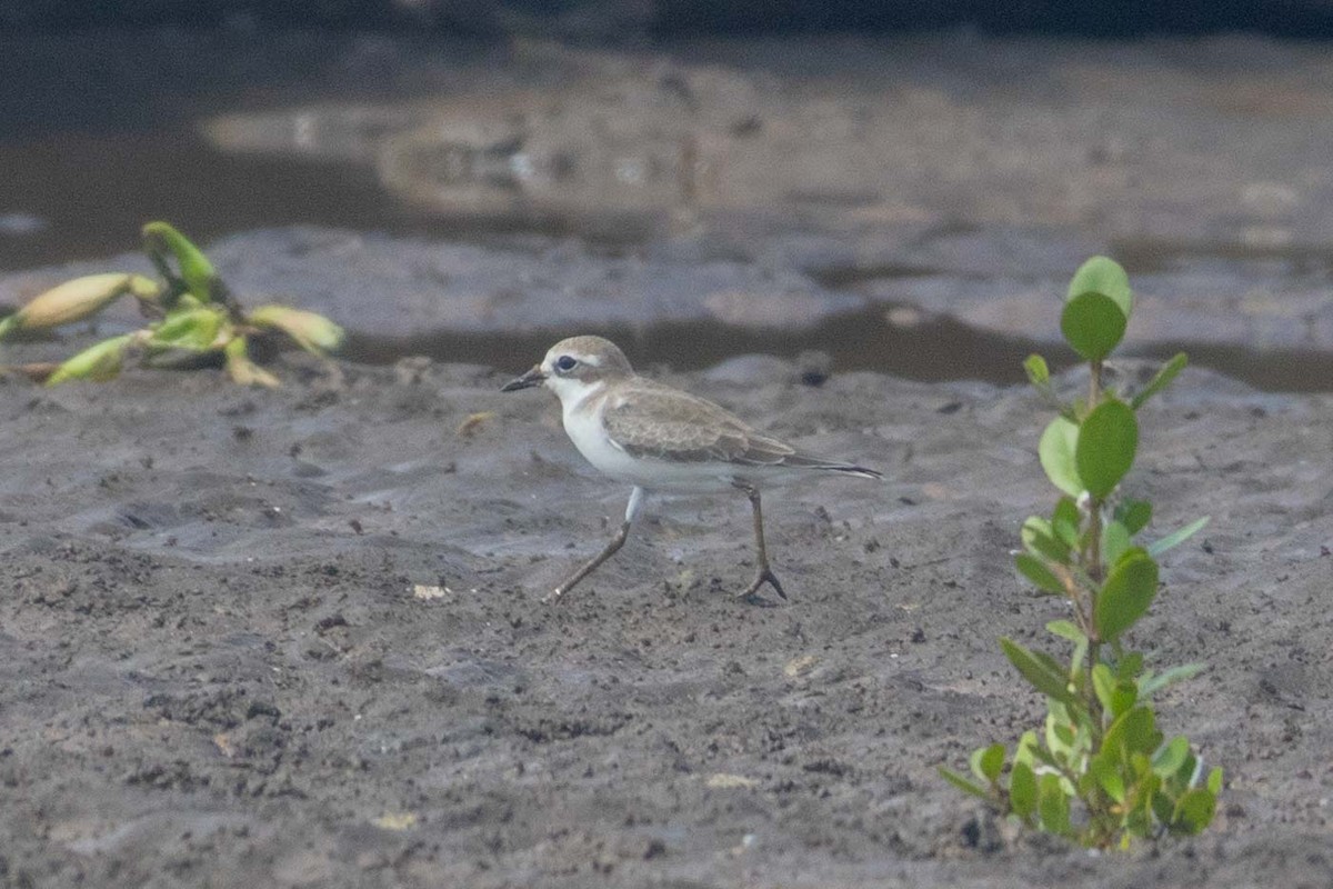Tibetan Sand-Plover - ML647251380