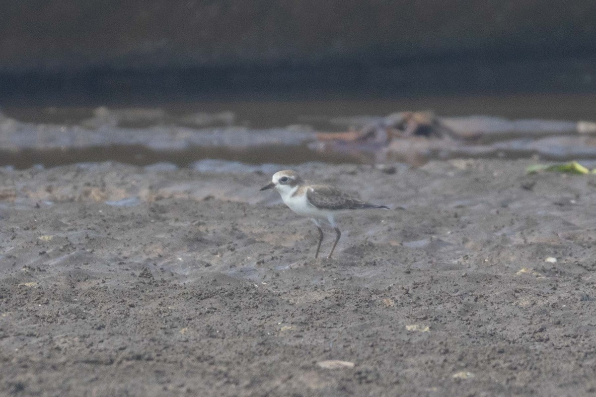 Tibetan Sand-Plover - ML647251393