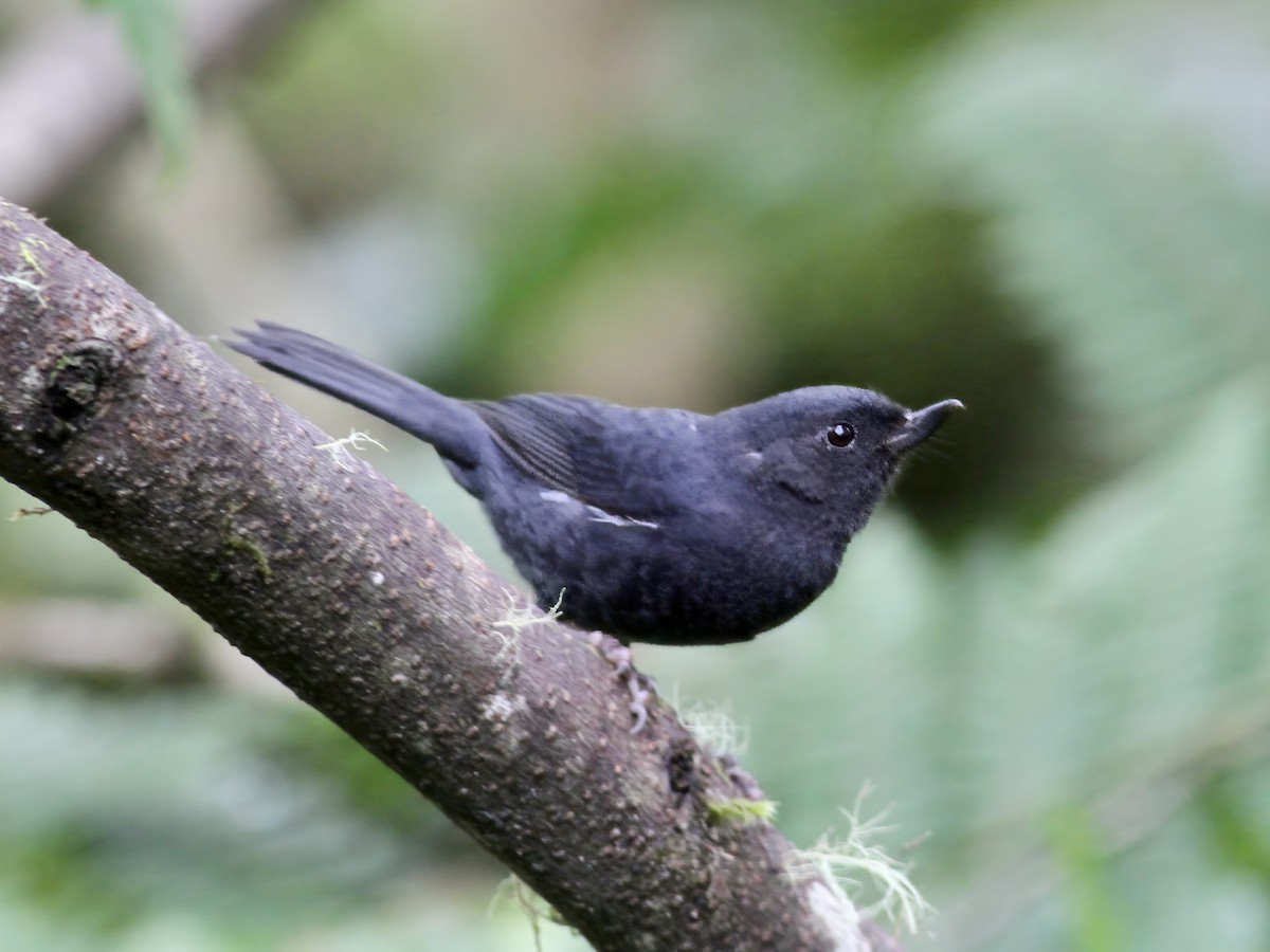 Pinchaflor Flanquiblanco - ML647251398