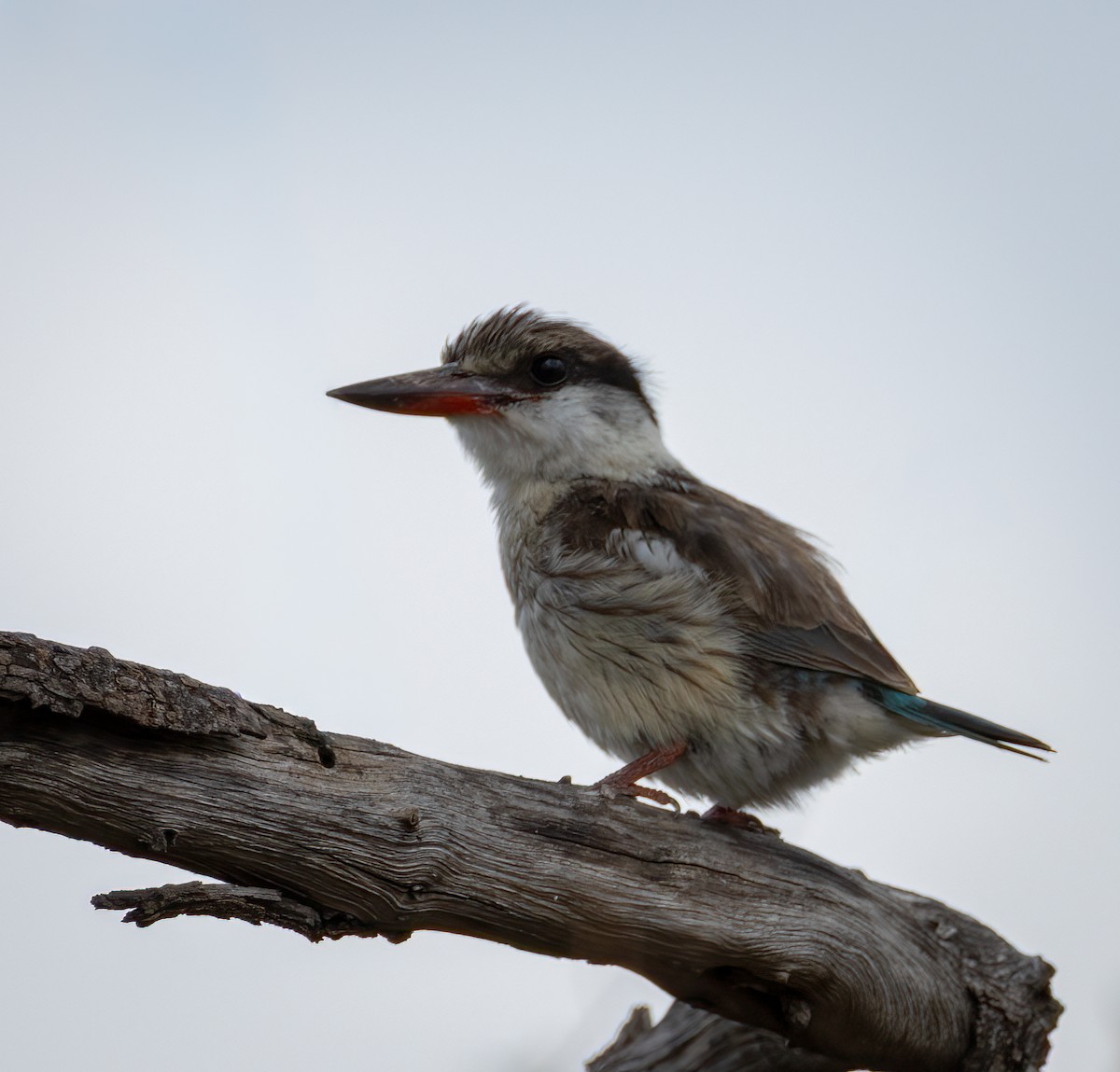 Striped Kingfisher - ML647251399
