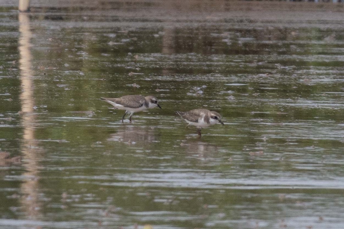 Tibetan Sand-Plover - ML647251404