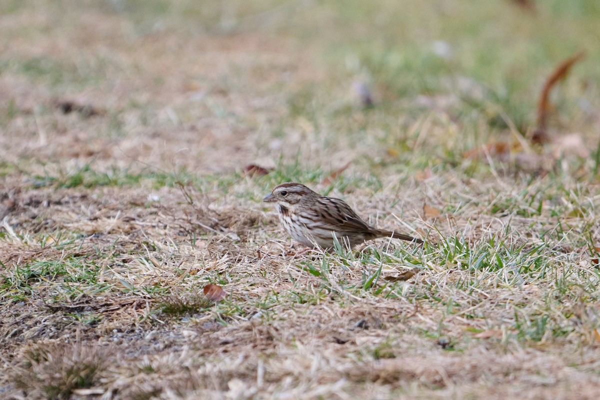 Song Sparrow - ML647251414