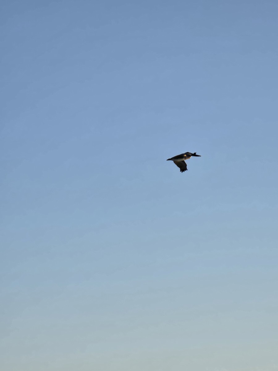 Brown Pelican - ML647251415